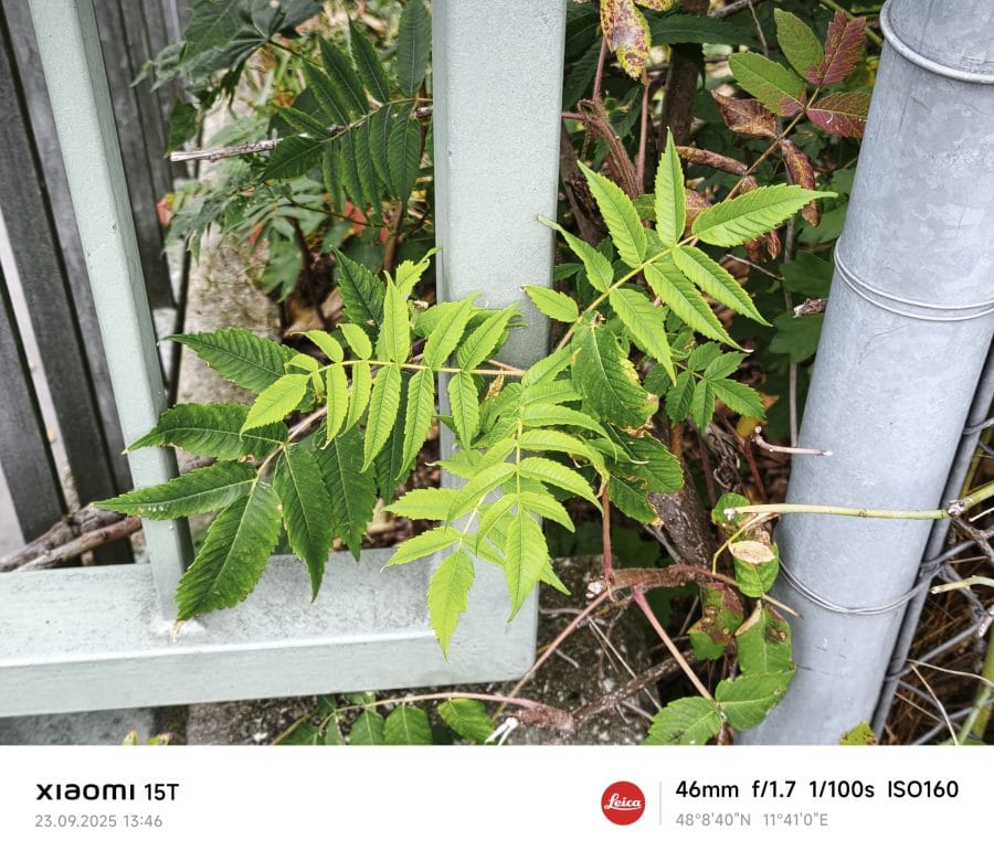 Xiaomi 15T Testaufnahme Leica Authentic Farbprofil