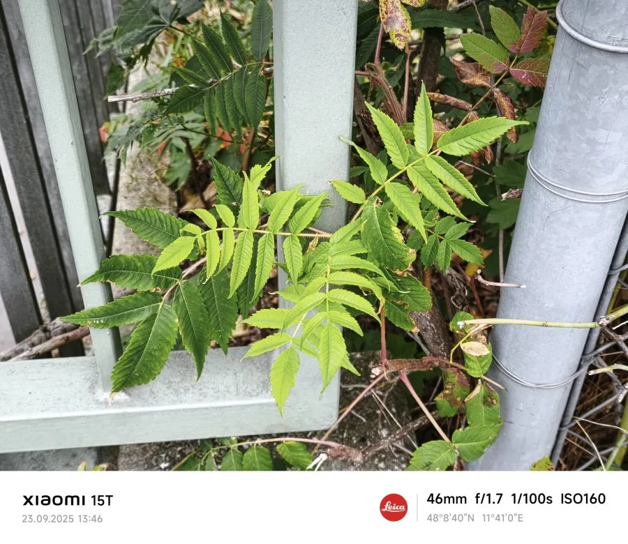 Prueba de fotografía del Xiaomi 15T con perfil de color Leica Authentic