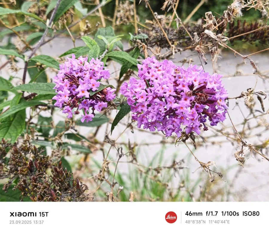 Prueba de fotografía con la cámara principal del Xiaomi 15T: flores