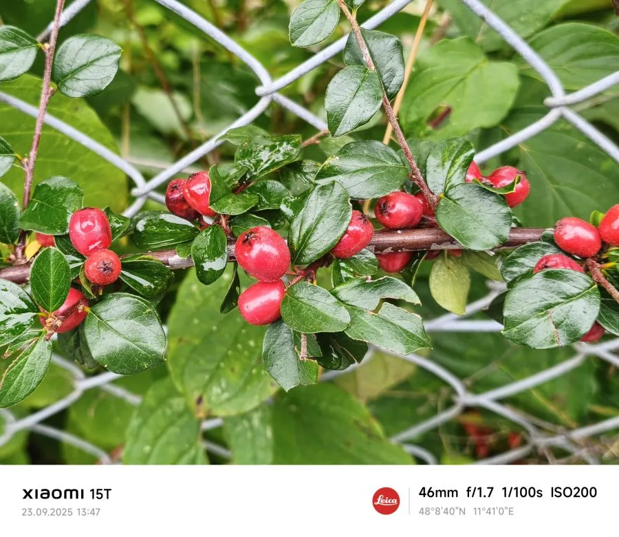 Prueba de disparo con la cámara principal del Xiaomi 15T: arbusto de bayas