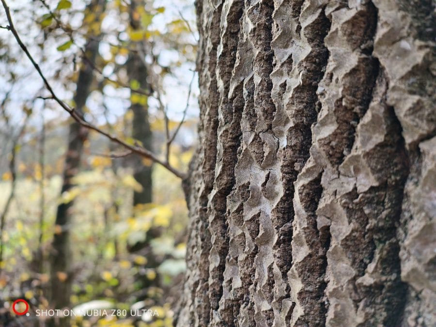 Kamera Testaufnahme Baumrinde