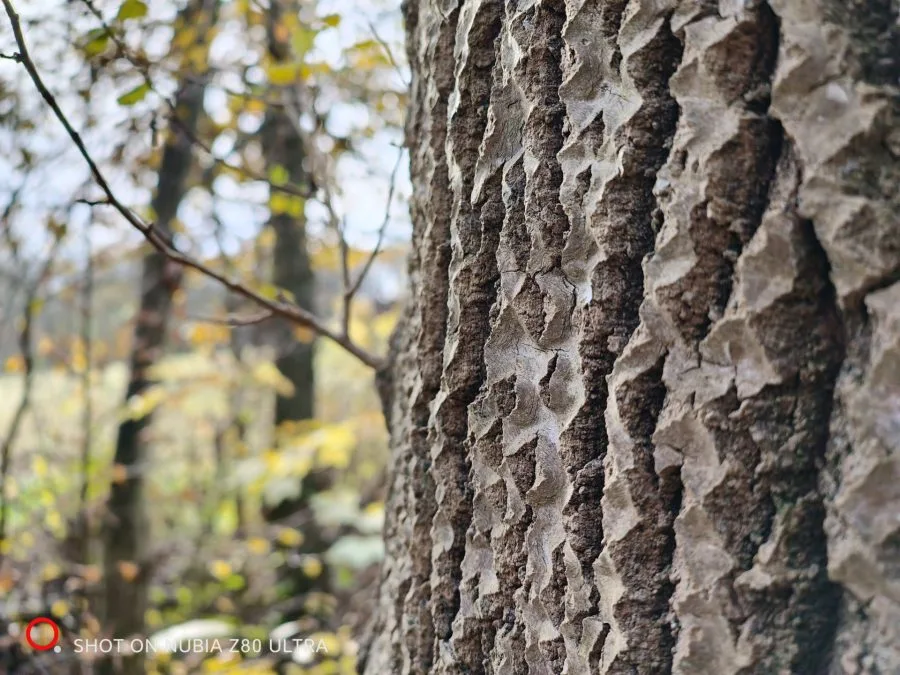 Camera test shot tree bark