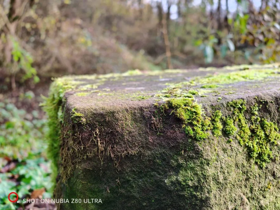 Camera test shot moss