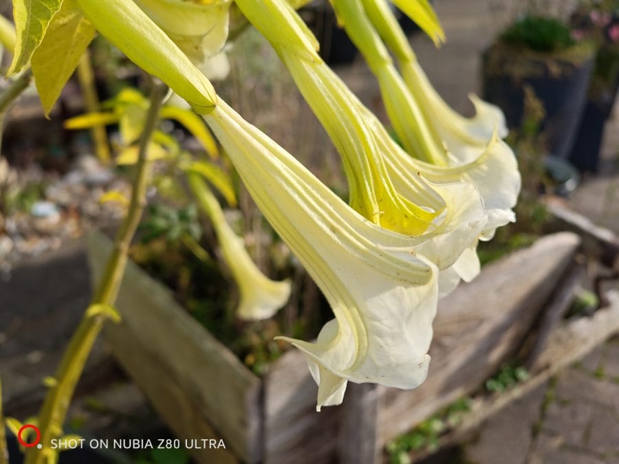 Kamera Testaufnahme Blume