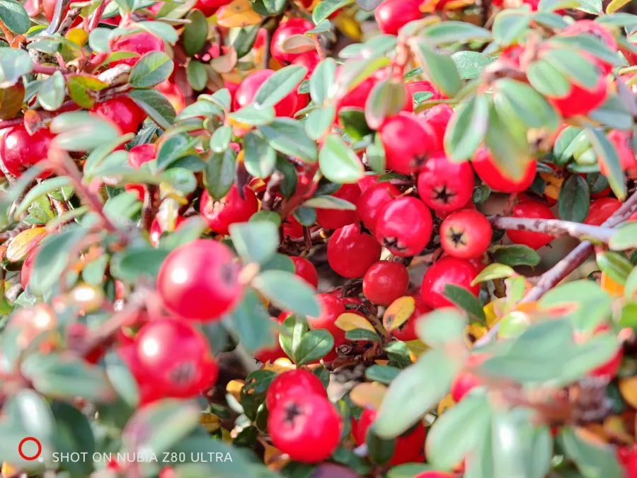 Camera test recording Busch