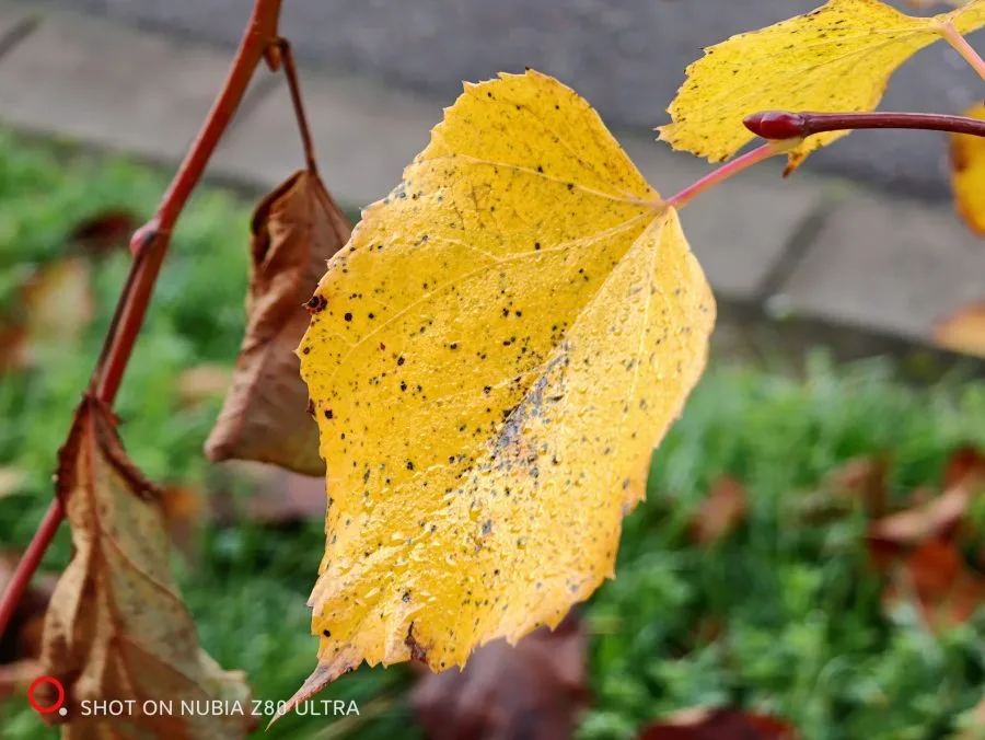Camera test shot leaf