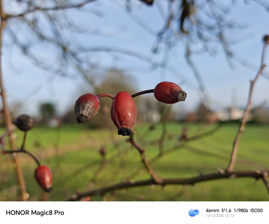 HONOR Magic 8 Pro Testaufnahme Hauptkamera Tag 46 mm Natur