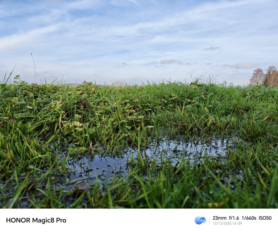 HONOR Magic 8 Pro Testaufnahme Hauptkamera Tag Wiese