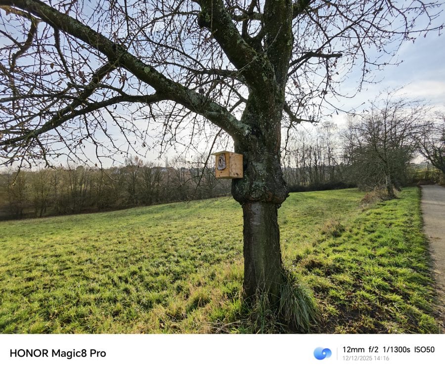 HONOR Magic 8 Pro Testaufnahme Ultraweitwinkelkamera gutes Licht