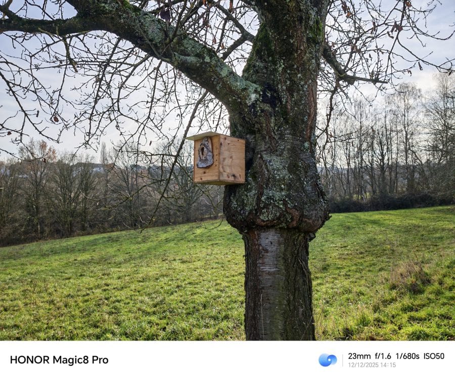 HONOR Magic 8 Pro Testaufnahme Hauptkamera gutes Licht