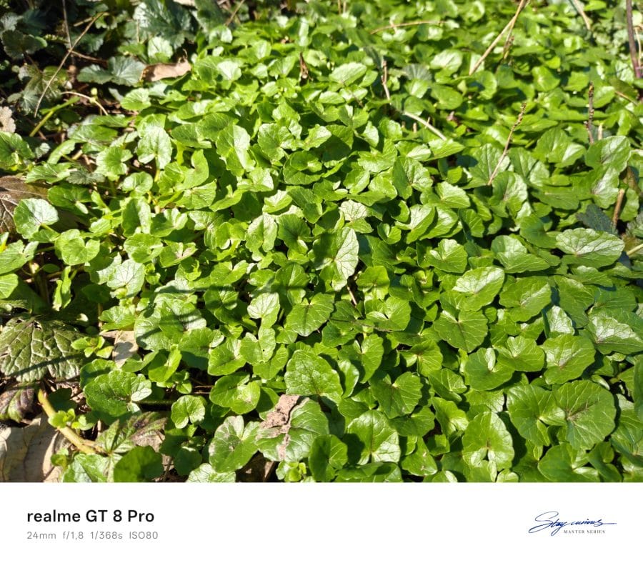 realme GT 8 Pro Hauptkamera Testaufnahme bei Tag Wiese