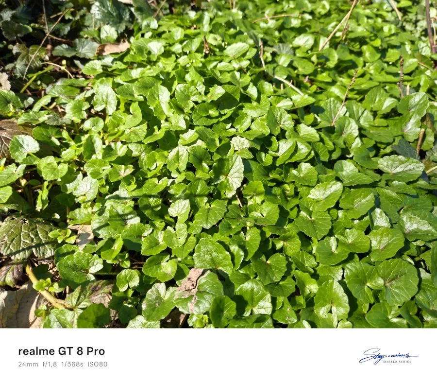 realme GT 8 Pro ana kamerasının gün ışığında, çayırda çekilmiş test fotoğrafı