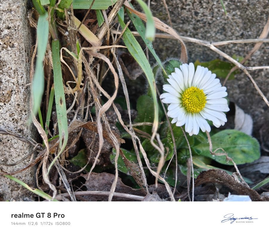realme GT 8 Pro Periskopkamera Testaufnahme bei Tag Blume