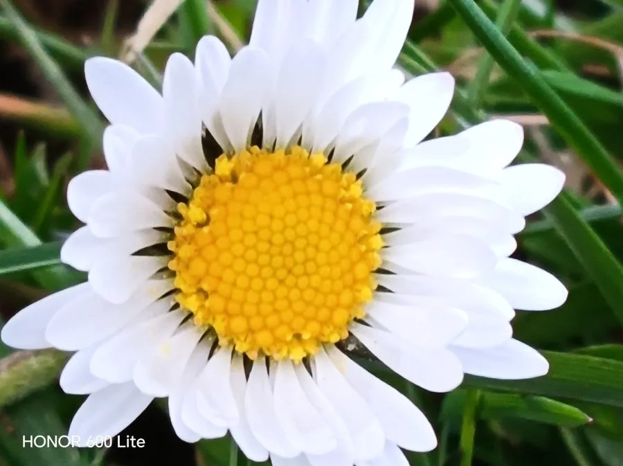 Appareil photo HONOR 600 Lite pendant la journée (2)