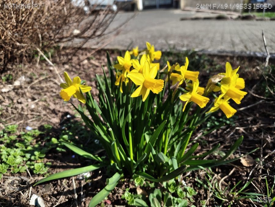 Phone (4a) Hauptkamera Blumen