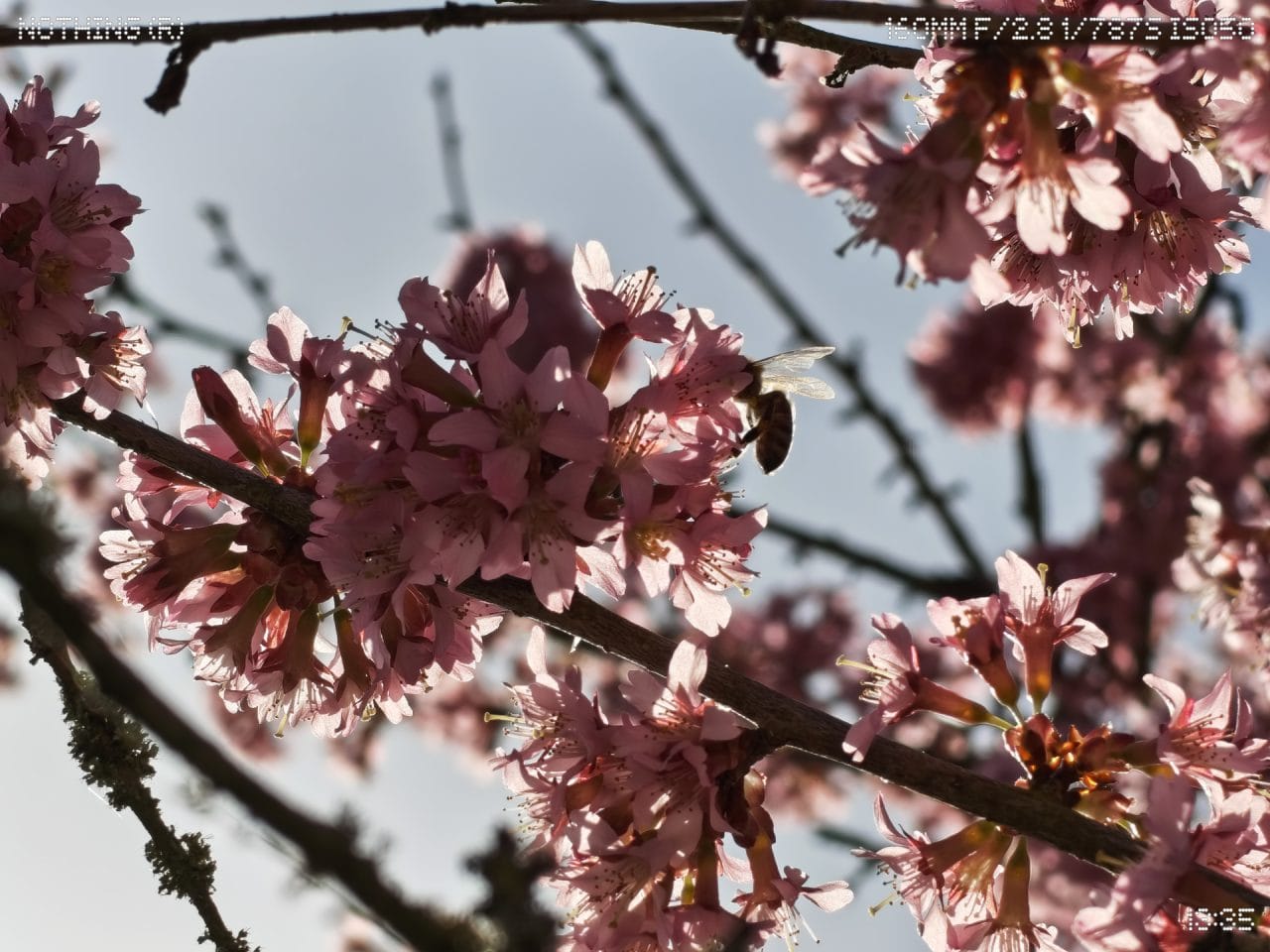 Phone (4a) Periskopkamera Blumen
