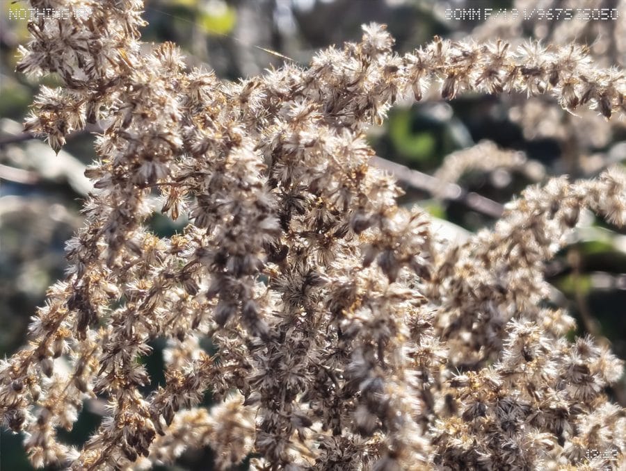 Phone (4a) Periskopkamera Pflanze