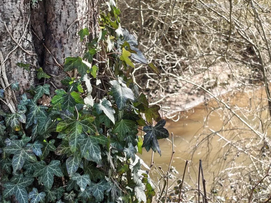 Telefon (4a) periskop kamera sarmaşık