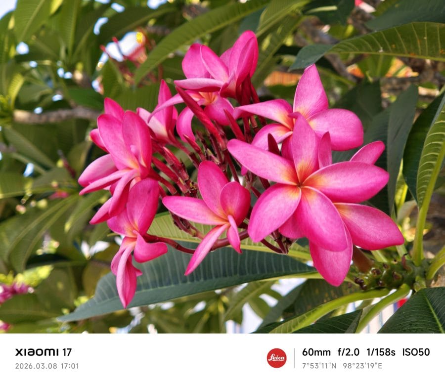 Xiaomi 17 Telekamera Testaufnahme Tag Blume