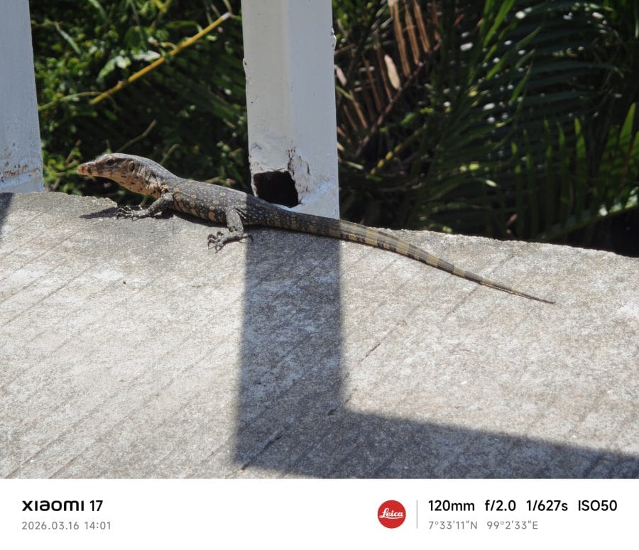 Xiaomi 17 Telekamera Testaufnahme Tag Waran