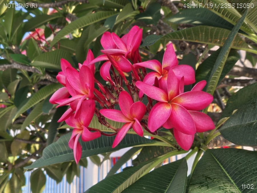 Nothing Phone (4a) Pro Hauptkamera Testaufnahme Blume