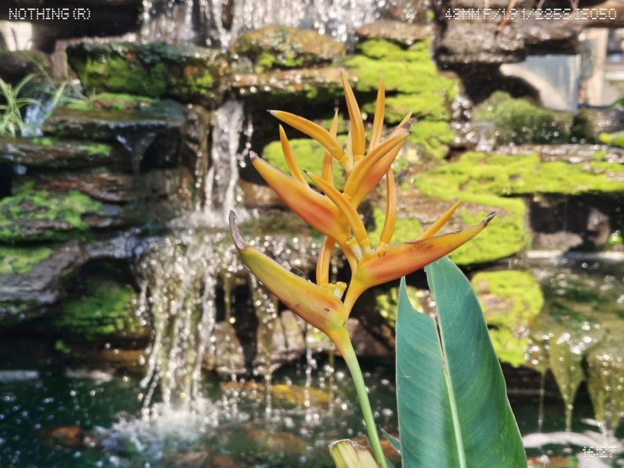 Nothing Phone (4a) Pro Hauptkamera Testaufnahme Pflanze