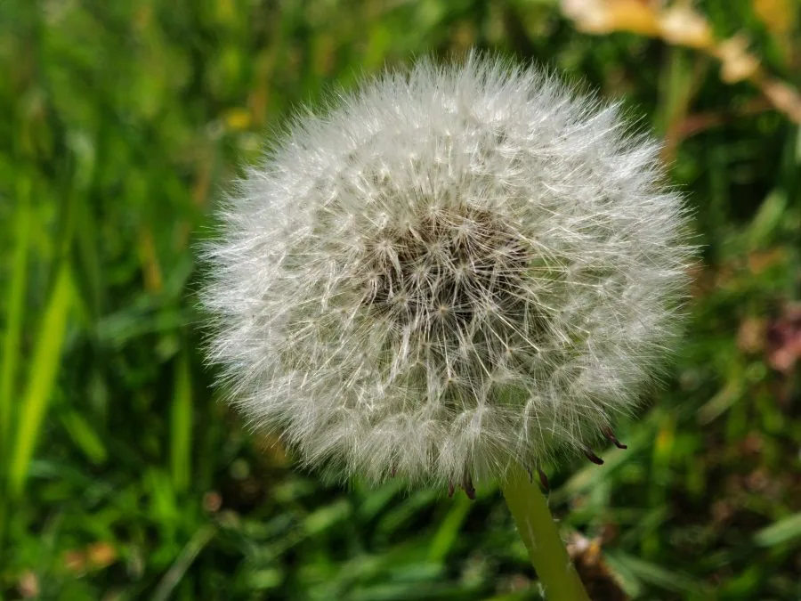 Fiore di prova HONOR 600