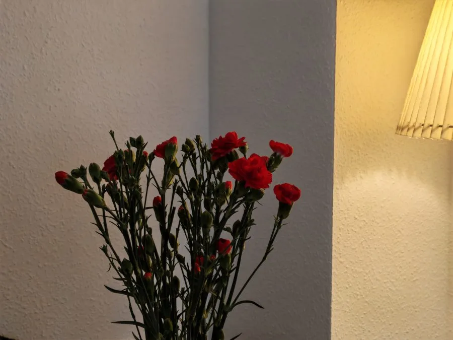 Scatto di prova con HONOR 600: Fiore di notte