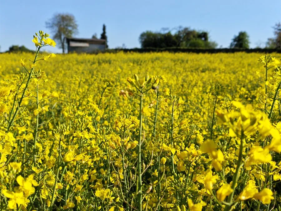 Campo di registrazione di prova HONOR 600