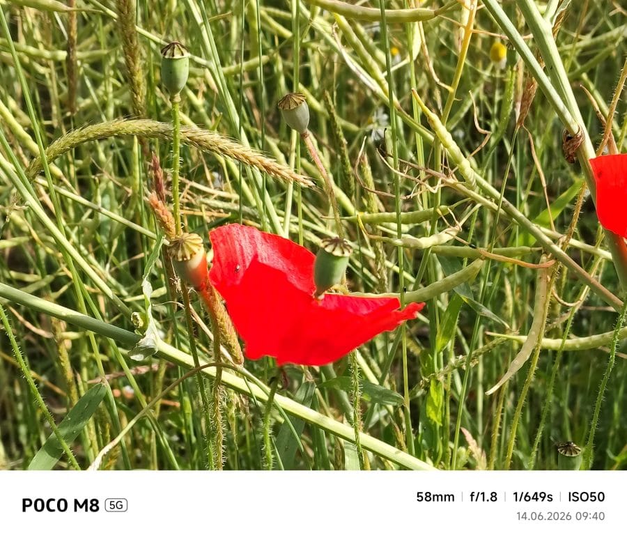 POCO M8 5G Hauptkamera Testaufnahme Blume