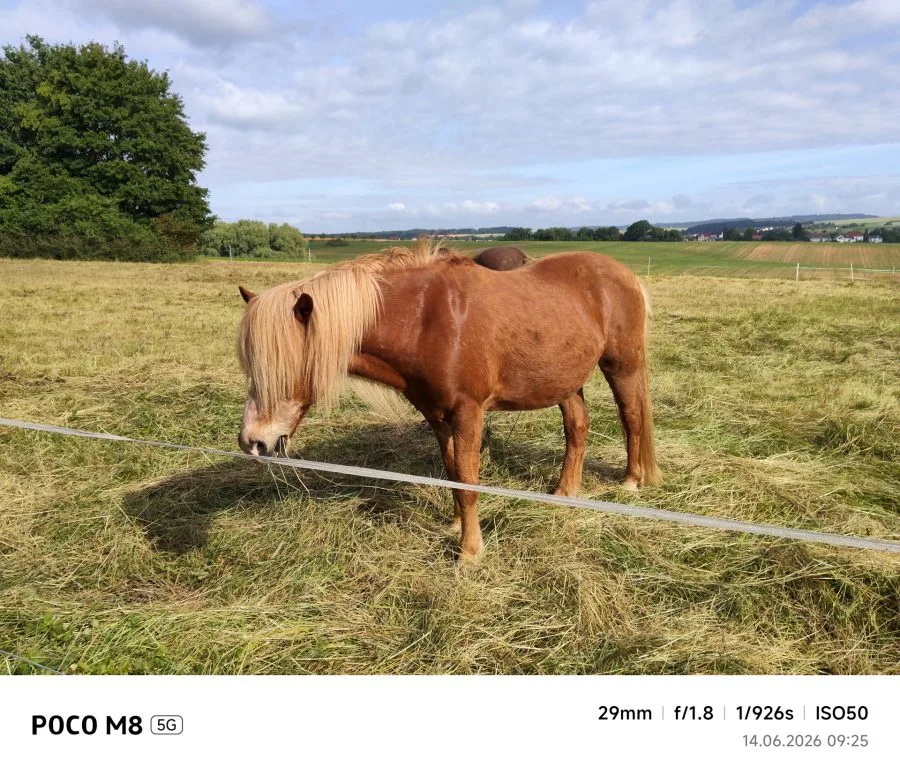 POCO M8 5G hovedkamera testbilde hest