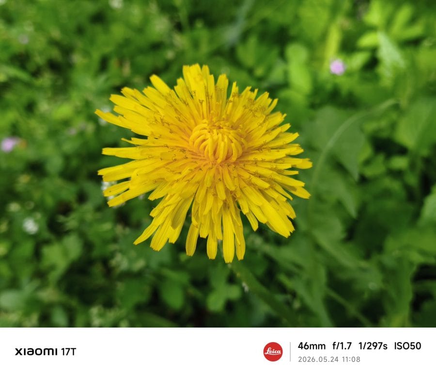 Xiaomi 17T Hauptkamera Testaufnahme Blume