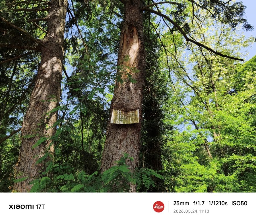 Xiaomi 17T Hauptkamera Testaufnahme Wald