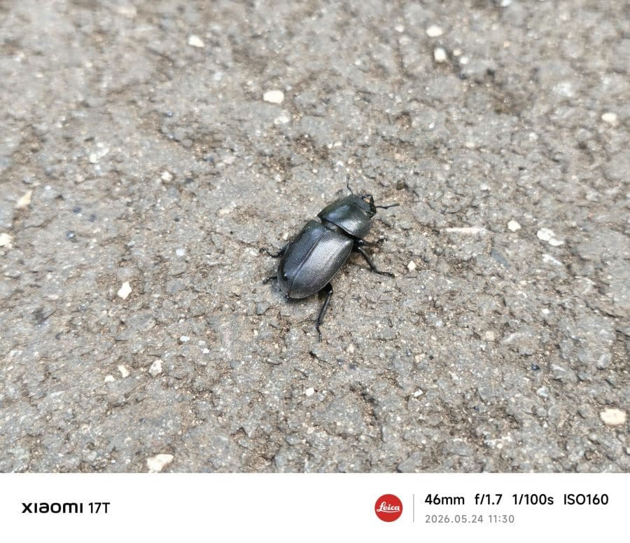 Xiaomi 17T Hauptkamera Testaufnahme Käfer