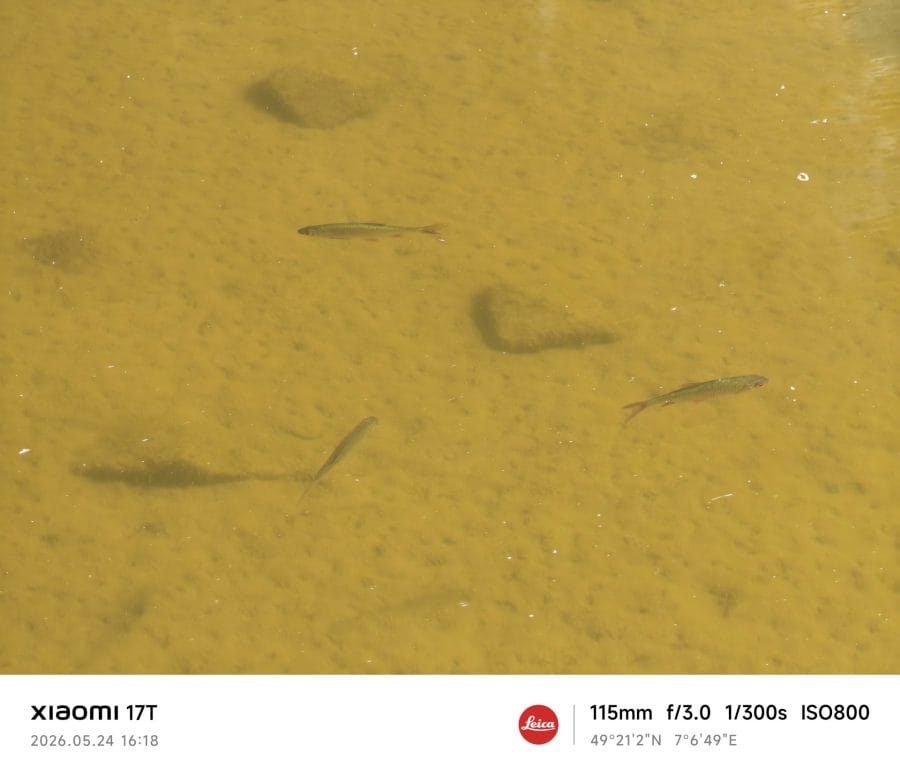 Xiaomi 17T Telekamera Testaufnahme Fische