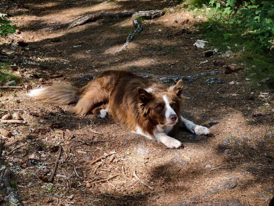 vivo X300 Ultra Hauptkamera Testaufnahme Hund