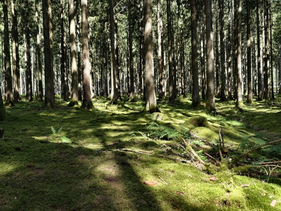 vivo X300 Ultra Hauptkamera Testaufnahme Wald