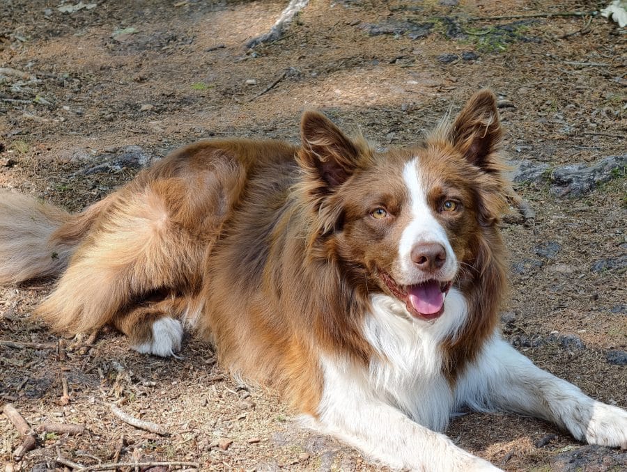vivo X300 Ultra Telekamera Aufnahme Hund