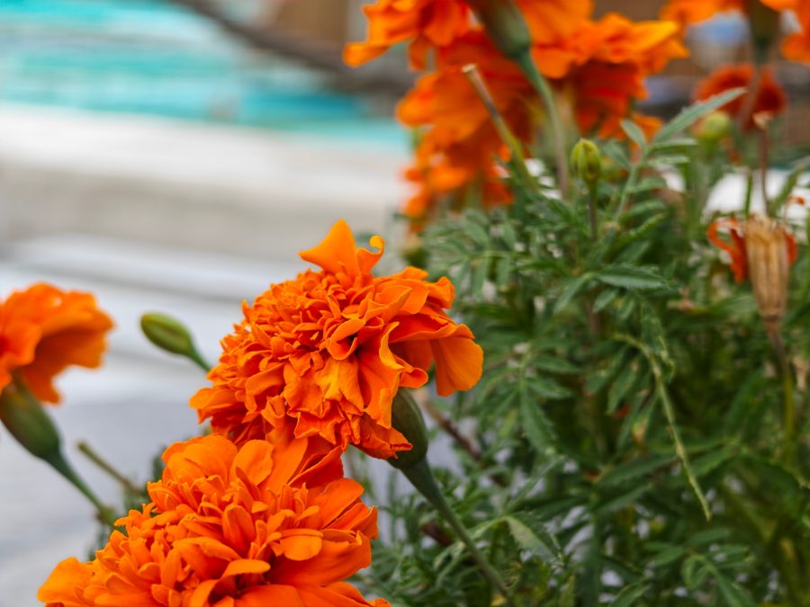 HONOR Magic V6 Testaufnahme Telekamera Blumen